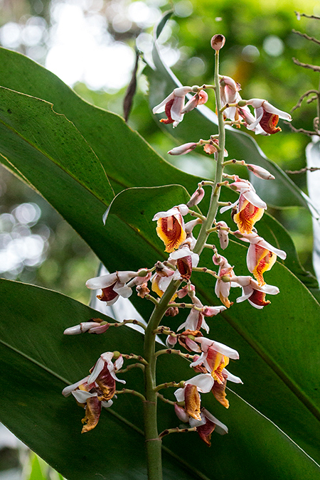 Shell Ginger, Tranquilo Bay Lodge, Bastimentos Island, Panama by Richard L. Becker