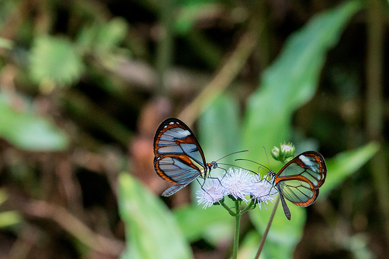 Glasswinged Butterfly, Bosque Protector Palo Seco, Bocas del Toro, Panama