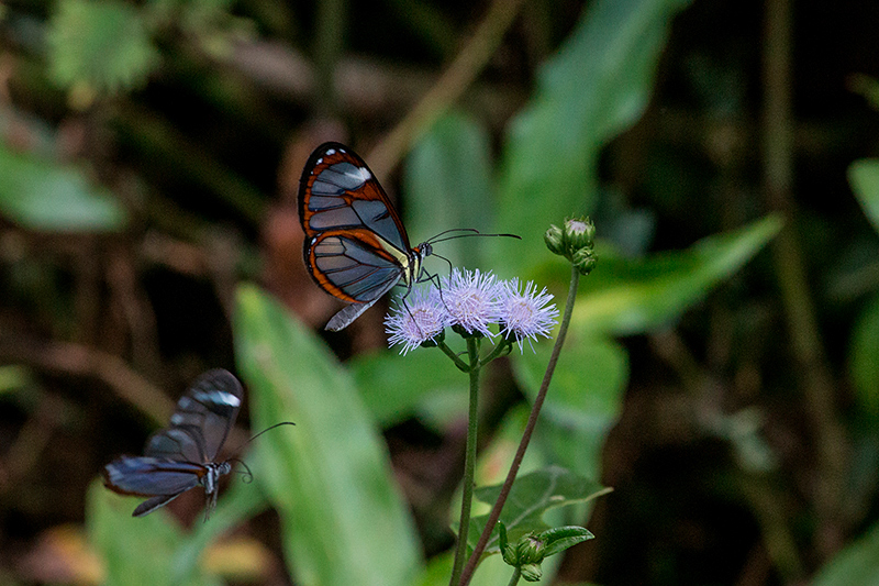 Glasswinged Butterfly, Bosque Protector Palo Seco, Bocas del Toro, Panama