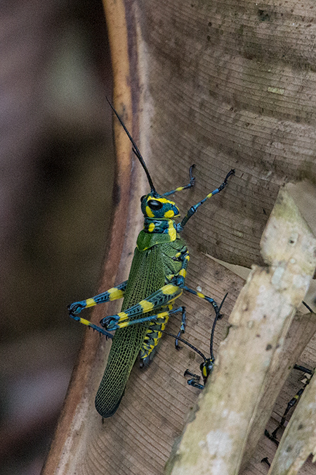 Green Grasshoppers, Altos del Maria, Panama