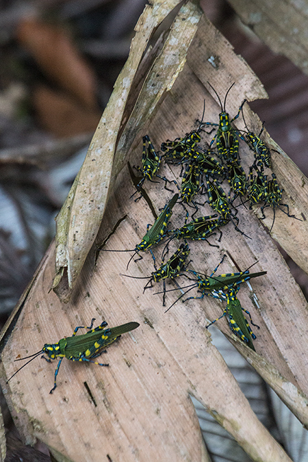 Green Grasshoppers, Altos del Maria, Panama