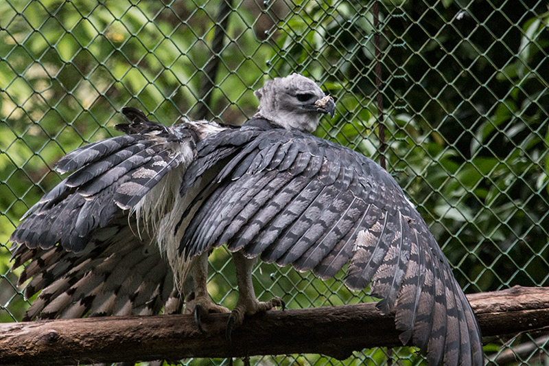 Captive Harpy Eagle, Parque Municipal Summit, Panama by Richard L. Becker