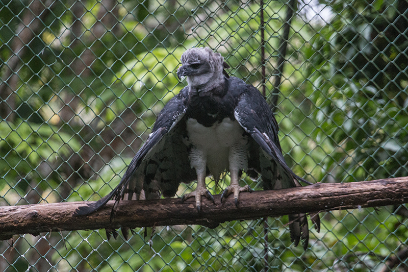 Captive Harpy Eagle, Parque Municipal Summit, Panama by Richard L. Becker