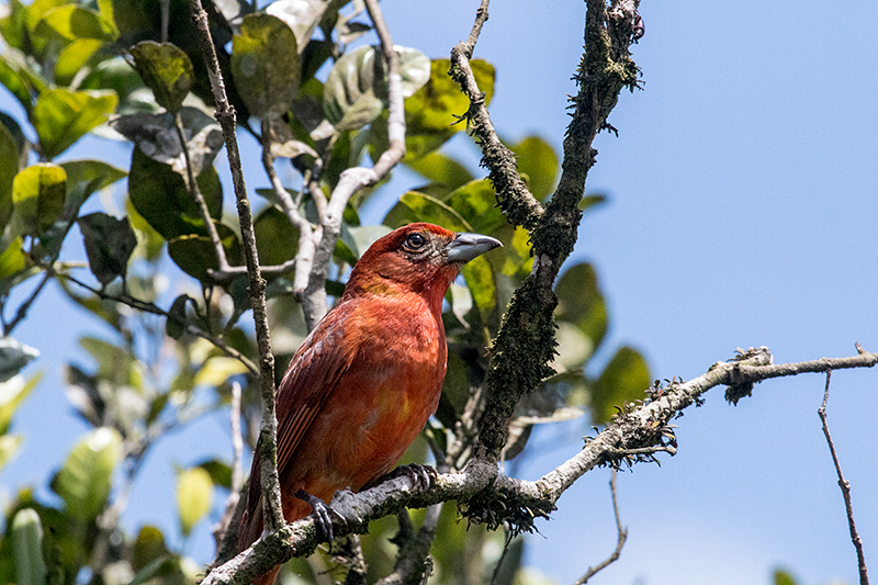 Hepatic Tanager, La Mesa, Panama by Richard L. Becker