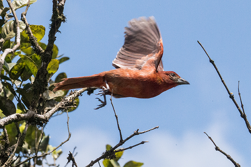 Hepatic Tanager, La Mesa, Panama by Richard L. Becker