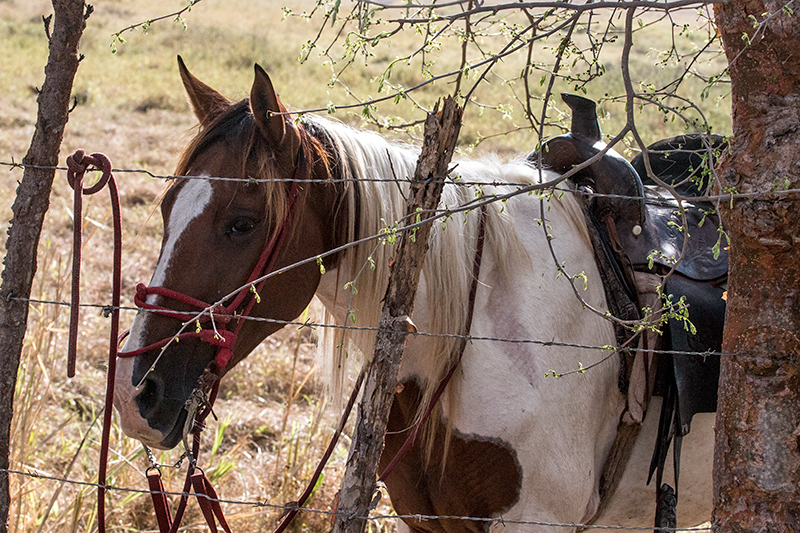 Cowboy's Horse, Anton Dry Forest, Panama