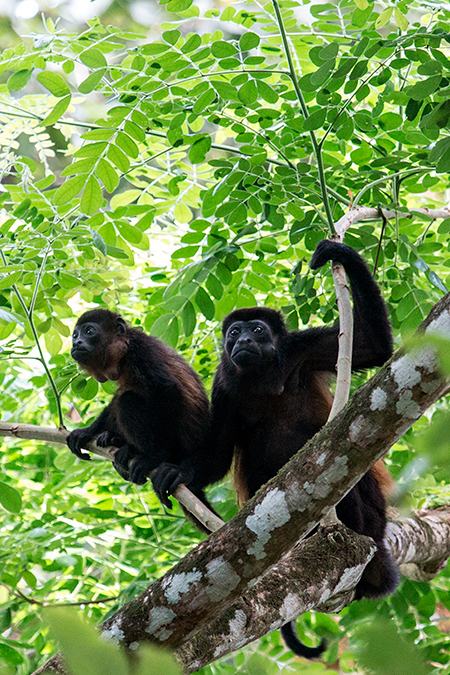 Mantled Howler Monkey, Green Acres Cocoa Plantation, Panama