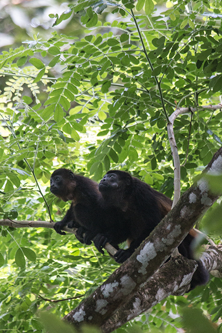 Mantled Howler Monkey, Green Acres Cocoa Plantation, Panama