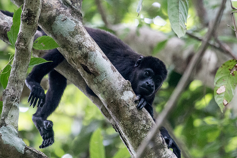 Mantled Howler Monkey, Rainforest Discovery Center, Panama