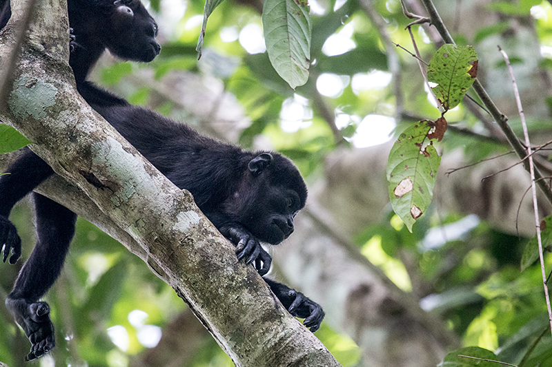 Mantled Howler Monkey, Rainforest Discovery Center, Panama