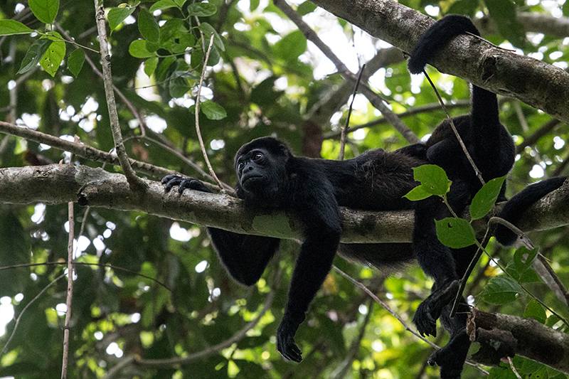 Mantled Howler Monkey, Rainforest Discovery Center, Panama