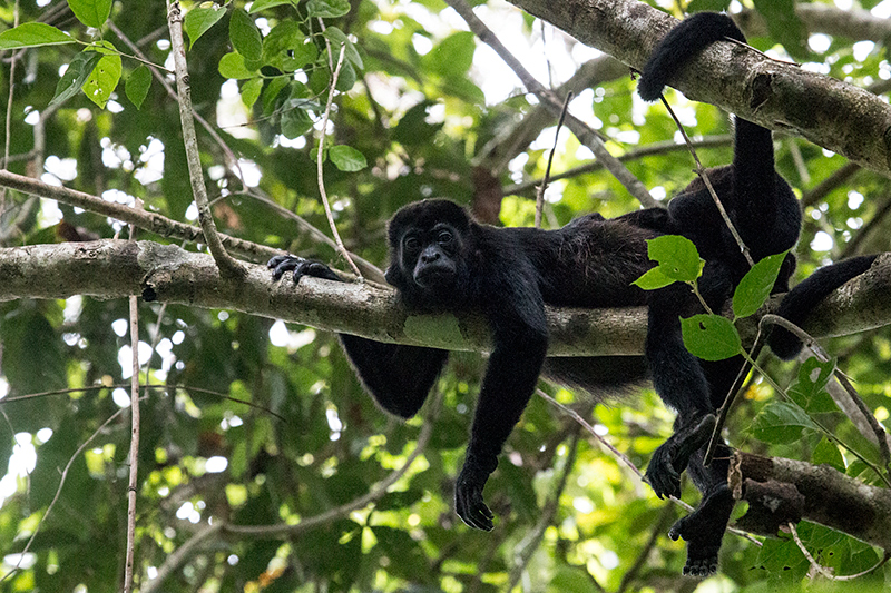 Mantled Howler Monkey, Rainforest Discovery Center, Panama