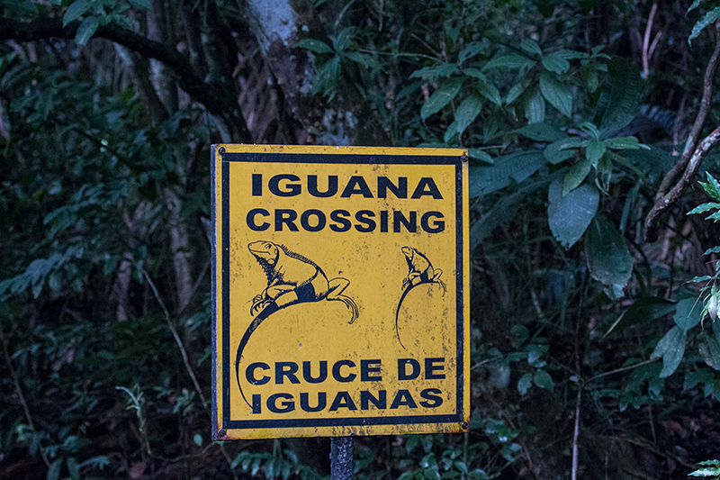 Iguana Crossing, Gamboa Rainforest Resort, Panama by Richard L. Becker