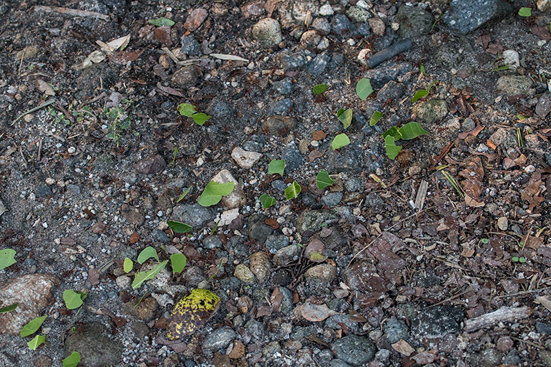 Leafcutter Ants, Valle Chiquito, Panama