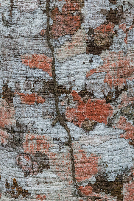 Lichen, Gamboa Rainforest Resort, Panama by Richard L. Becker