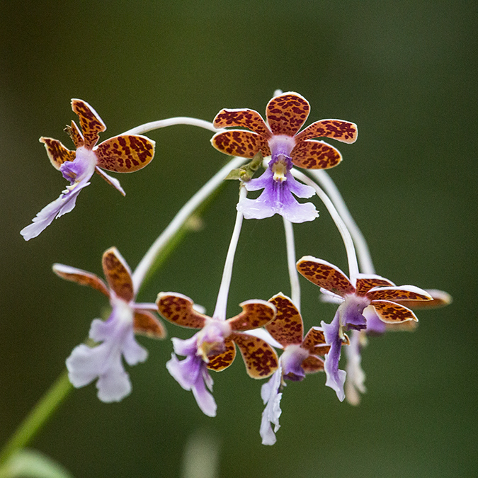 Orchid, Cerro Gaital Natural Monument, Panama