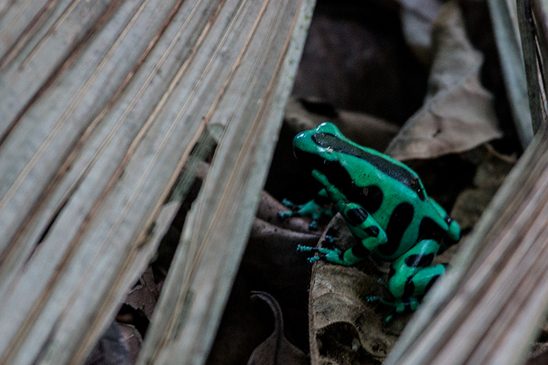 Green and Black Poison Dart Frog, Green Acres Cocoa Plantation, Panama