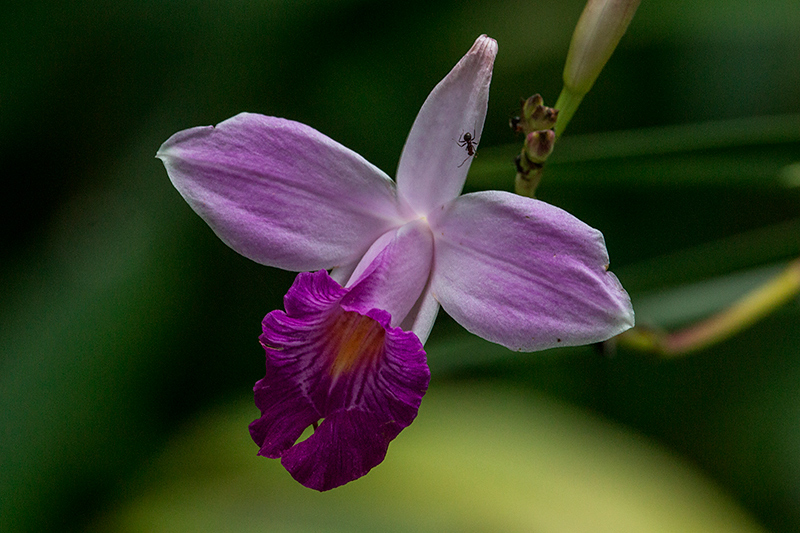 Purple Flower, Tranquilo Bay Lodge, Bastimentos Island, Panama by Richard L. Becker