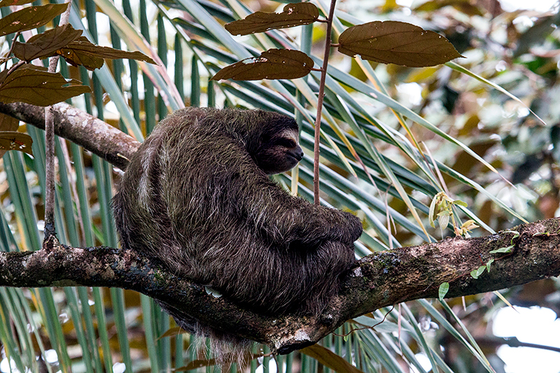 Three-toed Sloth, Tranquilo Bay Lodge, Bastimentos Island, Panama by Richard L. Becker