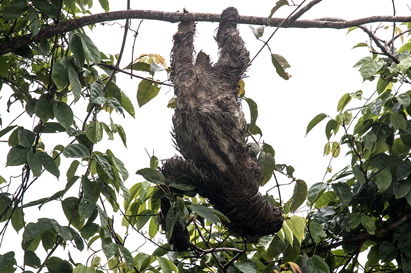 Three-toed Sloth,Saropa (Snyder) Canal Boat Trip, Bocas del Toro, Panama