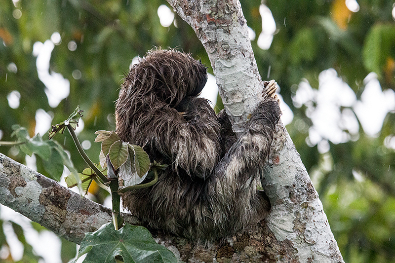 Three-toed Sloth in Thunderstorm, Canopy Tower, Panama by Richard L. Becker