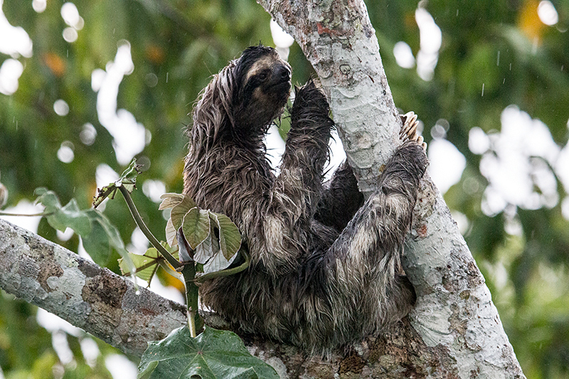 Three-toed Sloth in Thunderstorm, Canopy Tower, Panama by Richard L. Becker