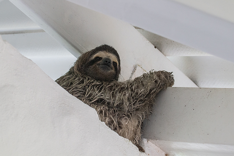 Sloth in the Rafters of the Canopy Lodge, Panama