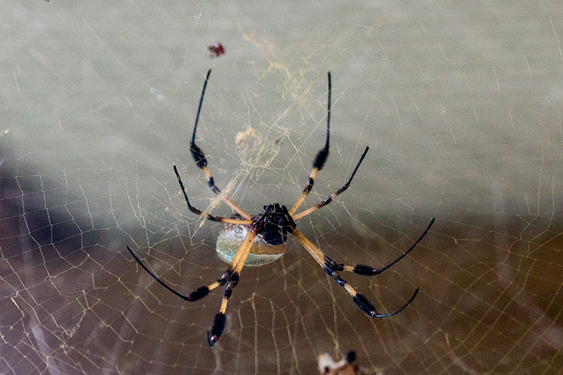 Golden Orb Spider, Tranquilo Bay Lodge, Bastimentos Island, Panama by Richard L. Becker