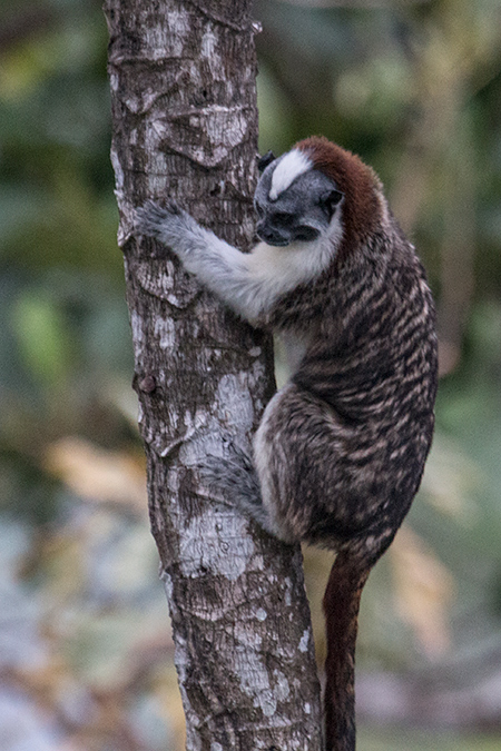 Geoffroy's Tamarin, Canopy Tower, Panama by Richard L. Becker