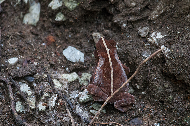 Striped Toad, Rainforest Discovery Center, Panama