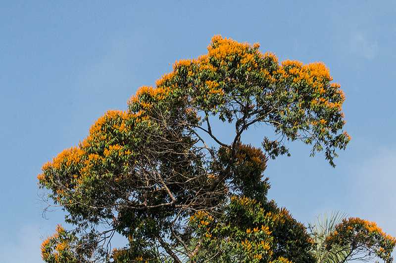 Flowering Tree, Gamboa Rainforest Resort, Panama by Richard L. Becker