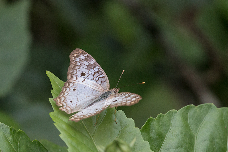 White Peacock Butterfly, Tranquilo Bay Lodge, Bastimentos Island, Panama