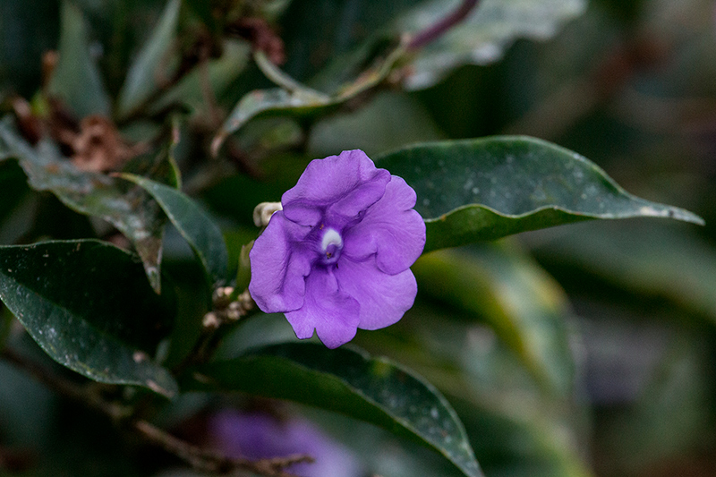 Yesterday, Tranquilo Bay Lodge, Bastimentos Island, Panama by Richard L. Becker