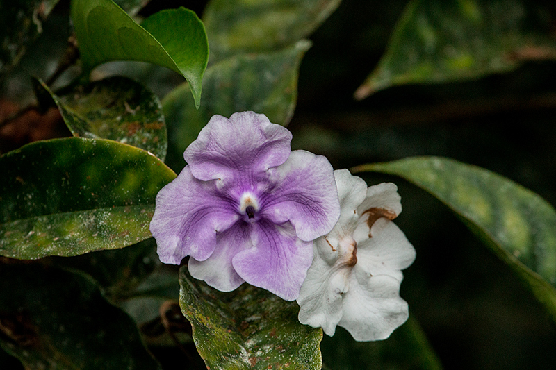 Today and Tomorrow, Tranquilo Bay Lodge, Bastimentos Island, Panama by Richard L. Becker