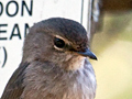 African Dusky Flycatcher (Dusky-brown Flycatcher), South Africa