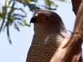 African Goshawk, South Africa