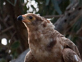 African Harrier-Hawk, Noordhoek, South Africa