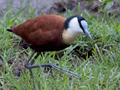 African Jacana, Kruger National Park, South Africa