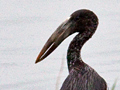 African Openbill, Kruger National Park, South Africa