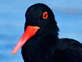 Afircan Oystercatcher, South Africa