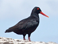 African Oystercatcher (Black Oystercatcher)