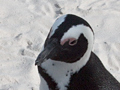 African Penguin (Jackass Penguin), Boulders Beach, Table Mountain National Park, South Africa