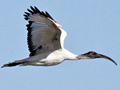 African Sacred Ibis, South Africa