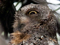 African Scops-Owl, Kruger National Park, South Africa