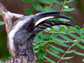 African Grey Hornbill, Kruger National Park, South Africa