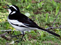 African Pied Wagtail, South Africa