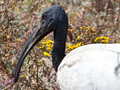 African Sacred Ibis, West Coast National Park, South Africa