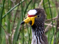 African Wattled Lapwing, South Africa