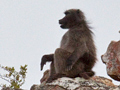 Chachma Baboon