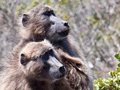 Chacma Baboon, South Africa